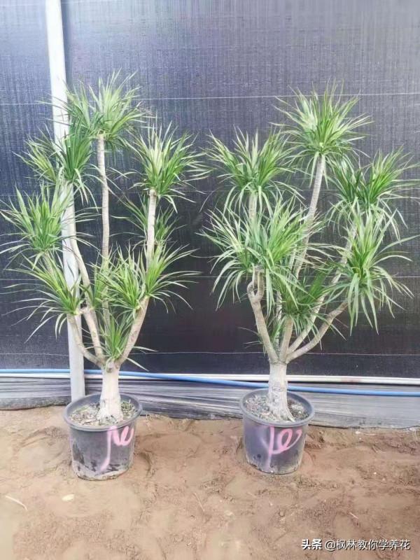 為什麼花卉市場經常會有大型盆栽賣?我們盆栽許多年卻很難養大呢 為什麼花卉市場經常會有大型盆栽賣?我們盆栽許多年卻很難養大呢