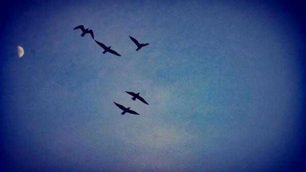 《冬日裡的鏡頭》之三：精靈鷗寶篇