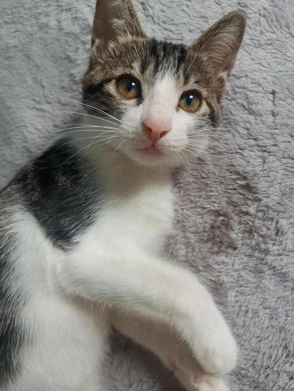 我想要我的貓陪我睡覺，最後我卻沒了睡意