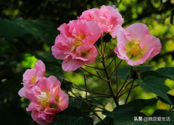 富貴吉祥慶中秋,花好月圓人團圓,5種“中秋花”,快來認識一下 富貴吉祥慶中秋,花好月圓人團圓,5種“中秋花”,快來認識一下