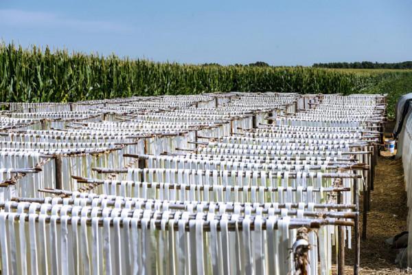 農村大叔百畝地引種肉葫蘆，削皮曬乾出口海外，純利潤是玉米10倍