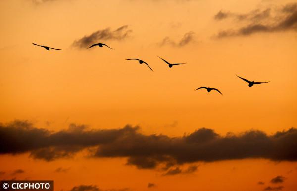 天鵝飛舞迎新春