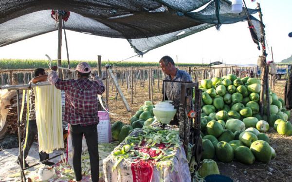 農村大叔百畝地引種肉葫蘆，削皮曬乾出口海外，純利潤是玉米10倍