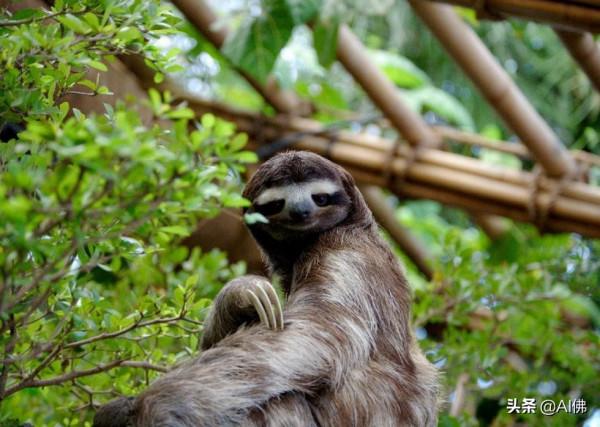 《地球》、《我們的星球》和其他自然紀錄片中的稀有動物