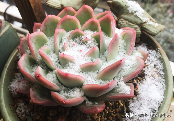 知道1-2釐米高的小多肉怎麼養嗎？養不好它們會長成&OpenCurlyDoubleQuote;豆芽菜&rdquo;哦