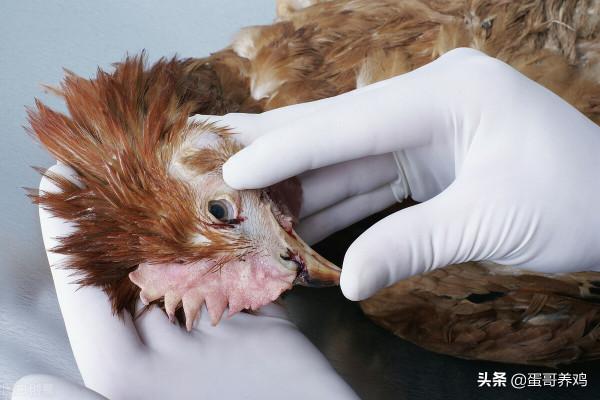 雞群伸脖、張嘴、喘氣,咋回事?搞懂這4點,養雞人輕鬆應對 雞群伸脖、張嘴、喘氣,咋回事?搞懂這4點,養雞人輕鬆應對