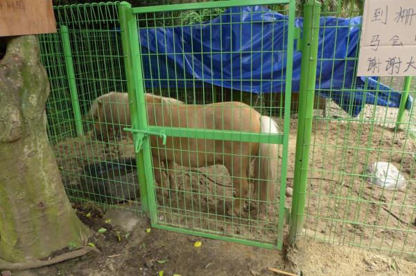 2014韓國旅遊四：“石頭爺爺”和“矮腳馬”