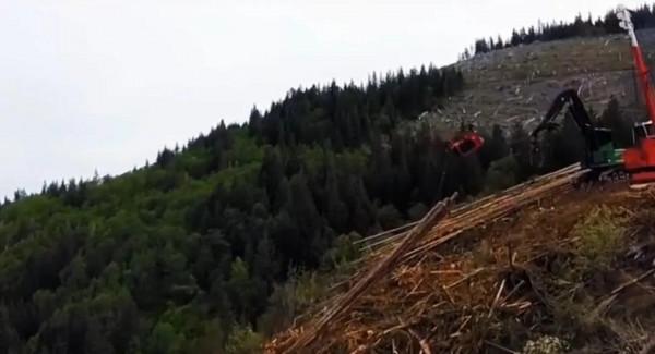 十萬大山重現樹鼠，遇到天敵就斷尾逃跑，誤食會釋放訊號告誡同伴