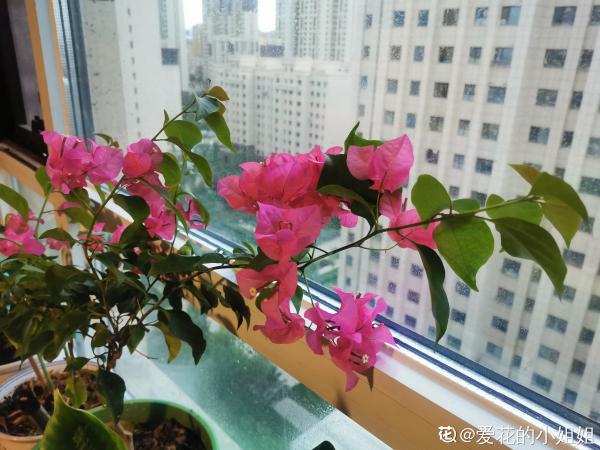 南方氾濫的花,北方人“愛不釋手”,太“拉仇恨”了 南方氾濫的花,北方人“愛不釋手”,太“拉仇恨”了