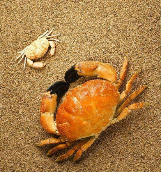當天剛死的螃蟹能不能吃？哪些部位是不能吃的，注意事項需瞭解