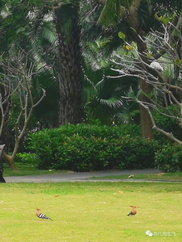 牆是人的邊界，與鳥何干