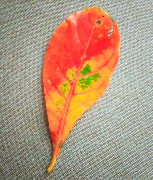 「戰友美文美圖」老領導周洪明&OpenCurlyDoubleQuote;海南行&rdquo;系列2：《海南拾零》