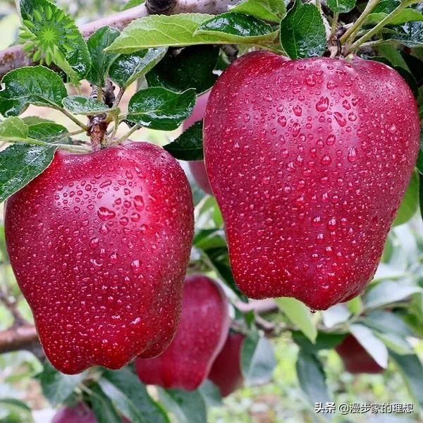 漲知識:這個水果被宇航員帶上太空吃?它有什麼魔力? 漲知識:這個水果被宇航員帶上太空吃?它有什麼魔力?