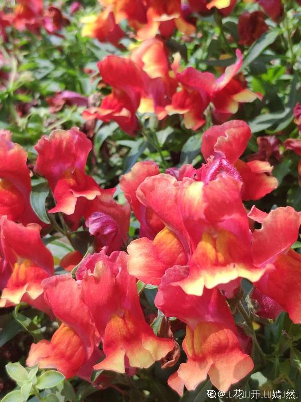 10種花,秋天種下正合適,錯過了要再等一年 10種花,秋天種下正合適,錯過了要再等一年