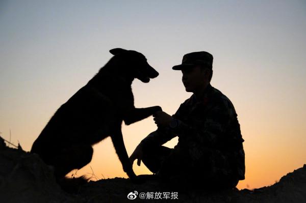 軍犬的訓練日常有多酷