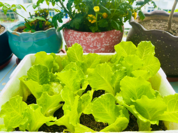 冬天多吃5種“大葉菜”,下雪後比肉都香,能吃到明年春天 冬天多吃5種“大葉菜”,下雪後比肉都香,能吃到明年春天