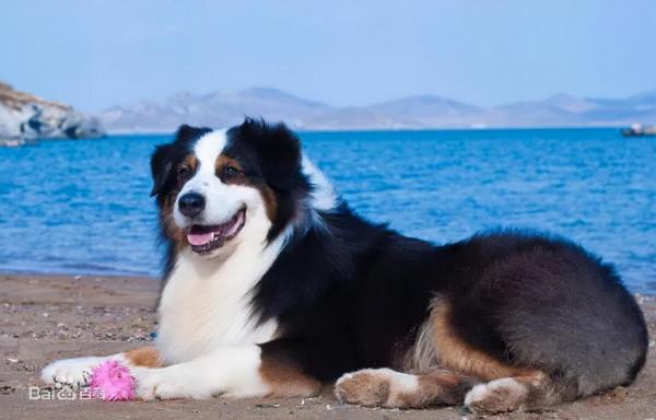 最漂亮的狗-澳大利亞牧羊犬 最漂亮的狗-澳大利亞牧羊犬