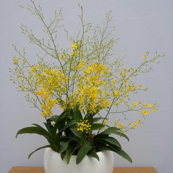 5種“仙女花”冬天正“美膩”，家裡養一盆，仙氣飄飄，一屋香氣