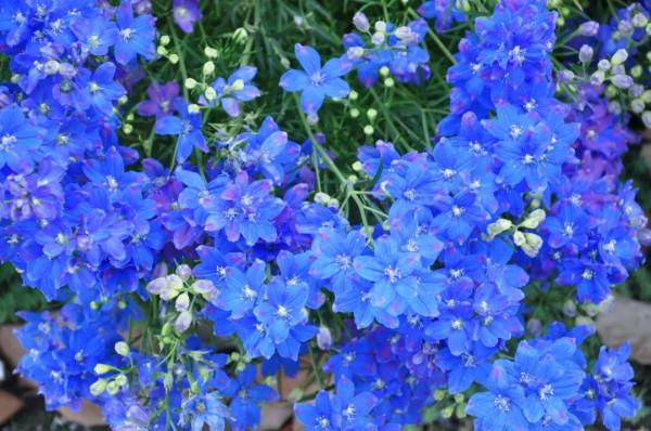 2022年最流行長春花藍,你的花園要緊追潮流嗎?看看這6種植物吧 2022年最流行長春花藍,你的花園要緊追潮流嗎?看看這6種植物吧