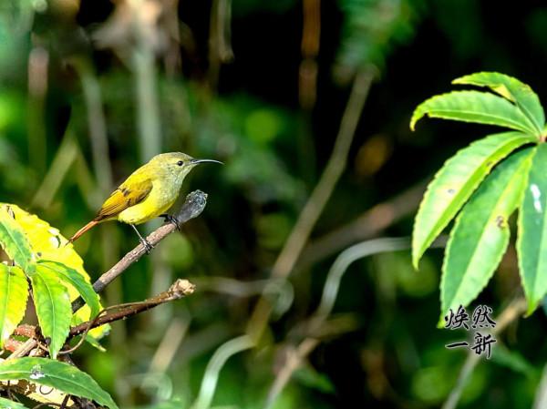 火尾太陽鳥母鳥 火尾太陽鳥母鳥