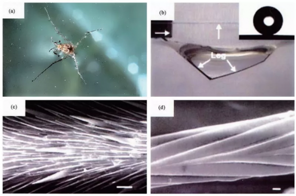 壁虎在天花板上爬行，換腳時為什麼不會掉下來？