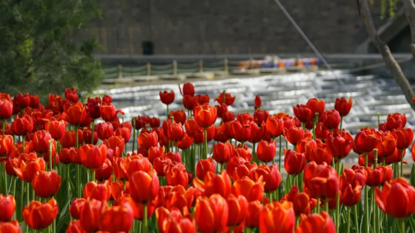 河南旅遊：寶泉冰雪節完美收官，鬱金香踏青賞花節即將開幕