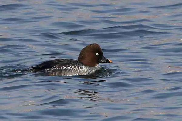 溼地鵲鴨亦風采