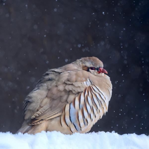 六盤山發現野生石雞，縮著脖子圓得像球，遇到天敵為何往山上跑？