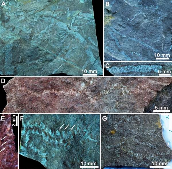 是誰，翻開青藏高原地層天書的扉頁？