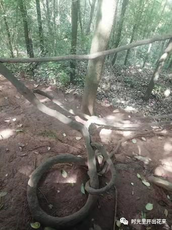 上山，山上——老君山遊