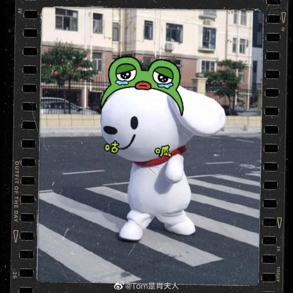 今天被一條狗狗治癒了不開心