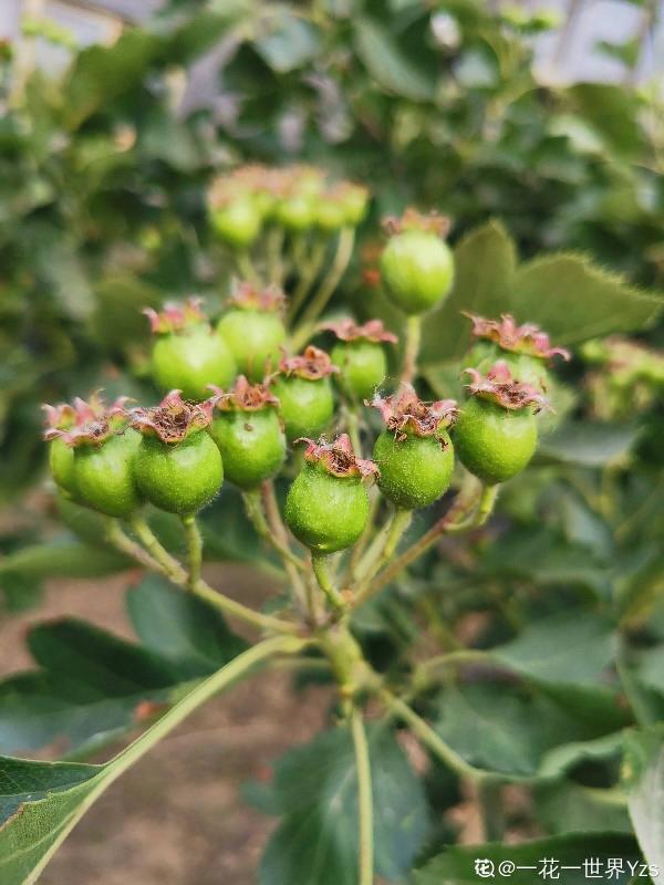 山楂都能在家養了？5個養護步驟，冰糖葫蘆能管夠