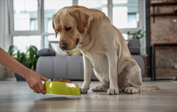 雙十一泰迪用品剁手攻略|神仙寵物用品店分享 雙十一泰迪用品剁手攻略|神仙寵物用品店分享