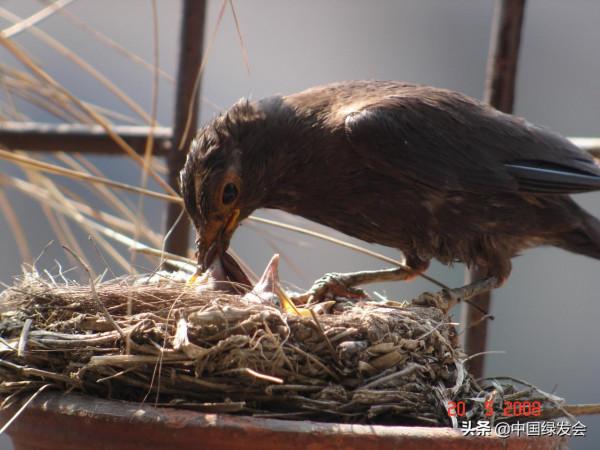 陽臺上的“鳥類鄰居”：烏鶇相中了花盆來築巢｜鄰里生物多樣性
