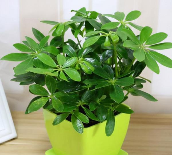 網紅植物“七葉蓮”，別被名字騙了，市場上很多，價格很低廉