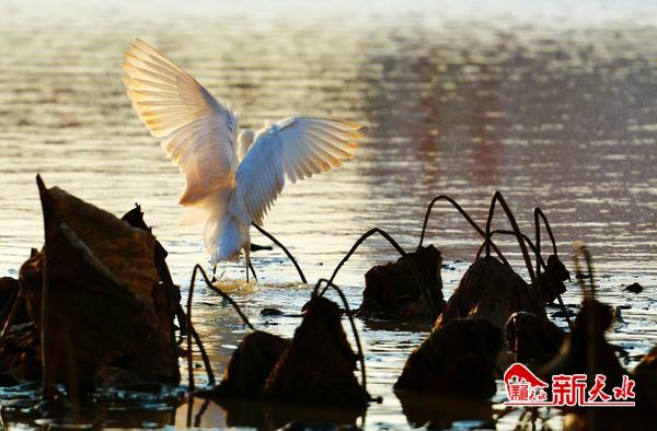 美麗天水湖 鷺影弄清波