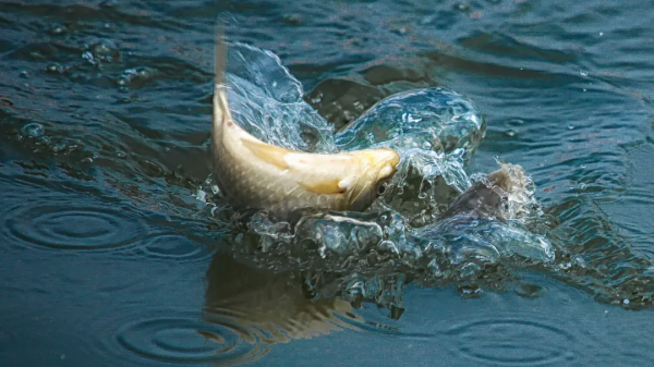 冬季釣大鯽，浮漂怎樣調才好