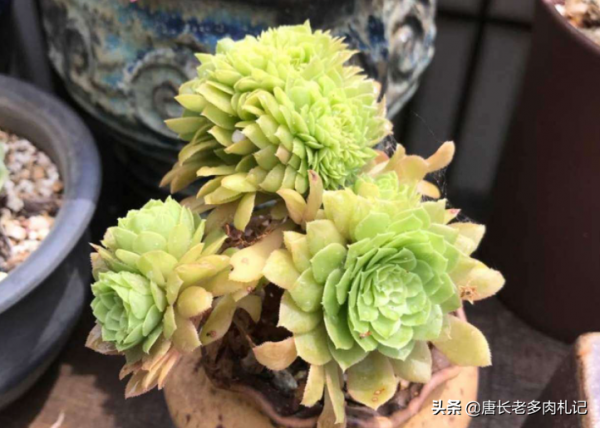 養多肉法師光照不足？這5種漂亮的法師無需陽光直射，散光養更美