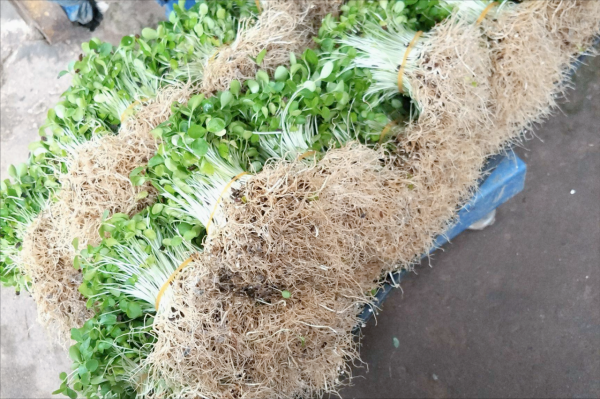 香椿樹結的籽有什麼用?有三大用途,難怪有人專門採收和賺錢 香椿樹結的籽有什麼用?有三大用途,難怪有人專門採收和賺錢