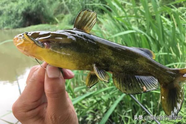 哪些淡水魚有毒?釣這幾種淡水魚時要小心,因為它們的魚鰭上有毒 哪些淡水魚有毒?釣這幾種淡水魚時要小心,因為它們的魚鰭上有毒