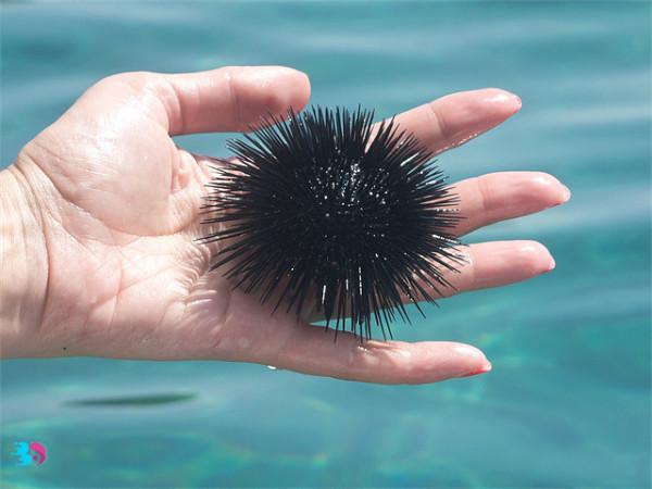 海膽去腥味後更美味,海膽應該生吃還是熟吃?這樣吃,對身體好 海膽去腥味後更美味,海膽應該生吃還是熟吃?這樣吃,對身體好