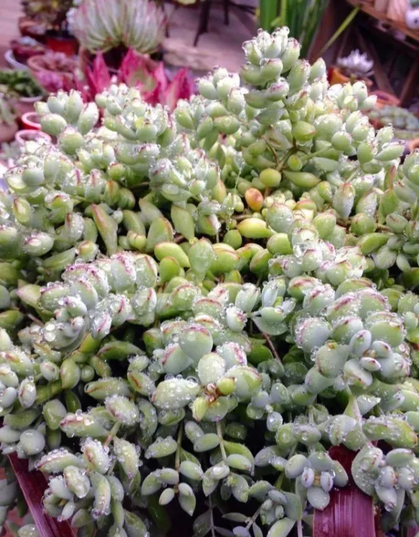 4年時間，靠一腔熱誠打造多肉花園