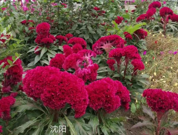 窗臺自生雞冠花