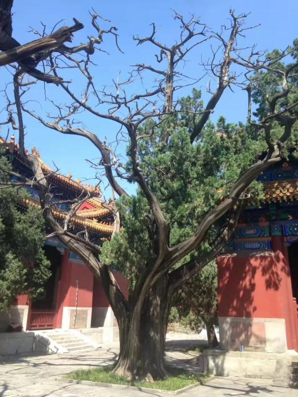 17北京遊之大成殿內仰聖，科技館裡尋真