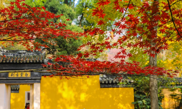 秋日漸紅,一眼就愛上的國內四大賞楓勝地 秋日漸紅,一眼就愛上的國內四大賞楓勝地