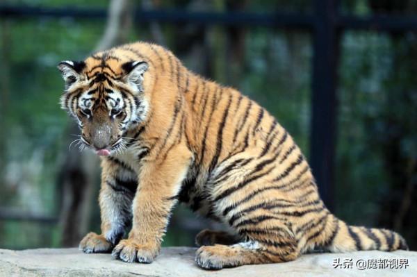 虎頭虎腦 虎虎生威 這波老虎表情包值得擁有