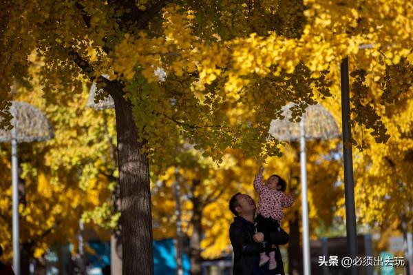 奧林匹克公園的這片銀杏，真的是值得專程前往