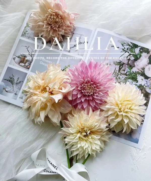 大麗花扦插方法，一盆變十盆，成活率100%