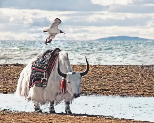 如果一生只能夠擁有幾次旅行，那麼我希望，是這8個美麗的地方