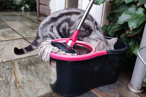 小貓咪也怕被“搶飯碗”嗎? 小貓咪也怕被“搶飯碗”嗎?